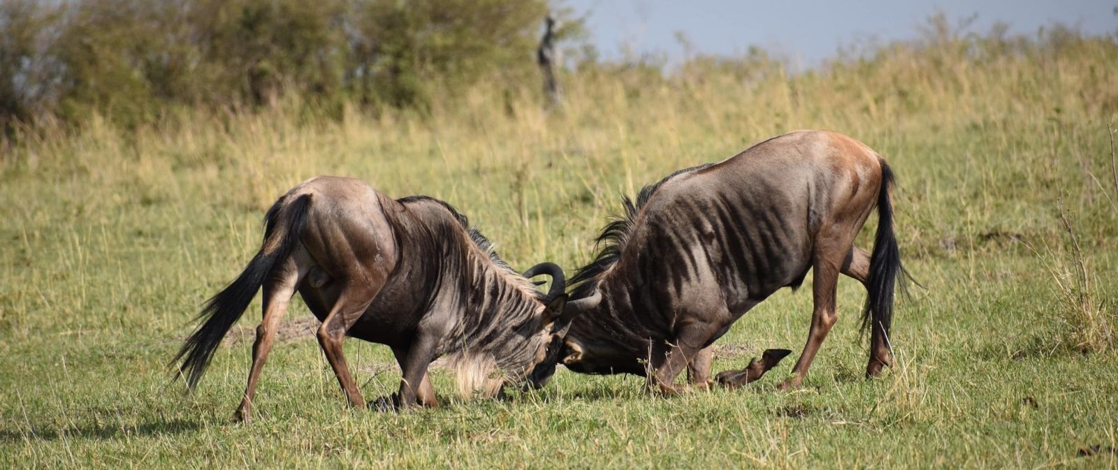 Wildebeest animals of Tanzania and Serengeti