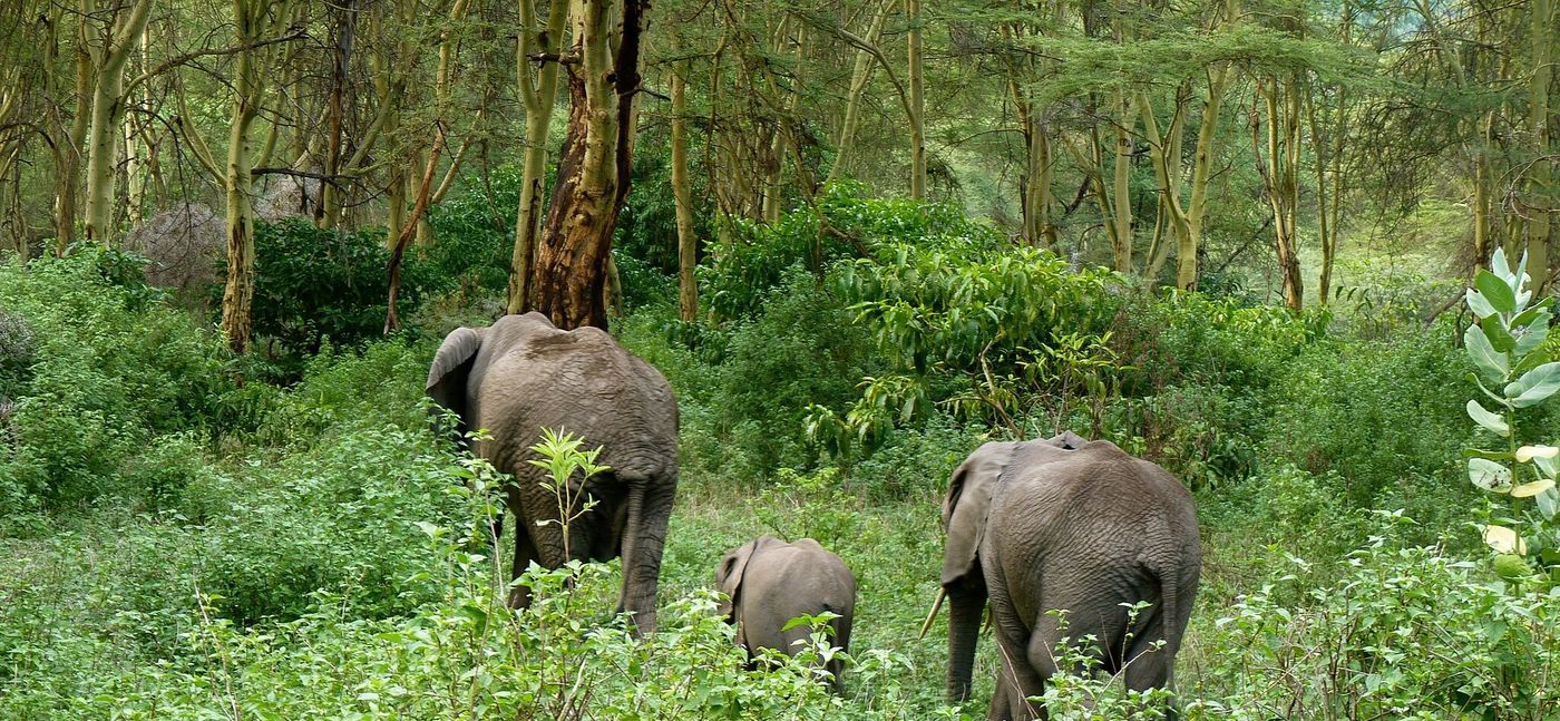 Elephants spotted among the trees during a Arusha National Park walking Safaris 