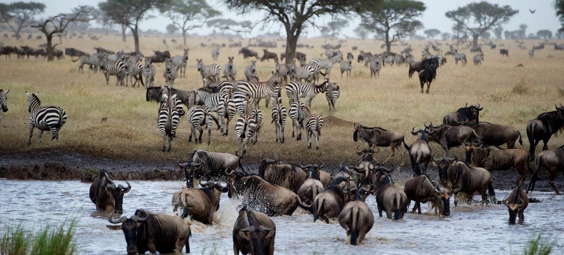 in the Mara River, a herd of wildebeest follow a group of Zebras during the BEST TIME TO SEE GREAT MIGRATION