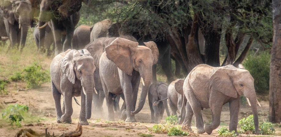 4 Day Samburu National Park Wildlife Safari. Best Time to Travel to Kenya