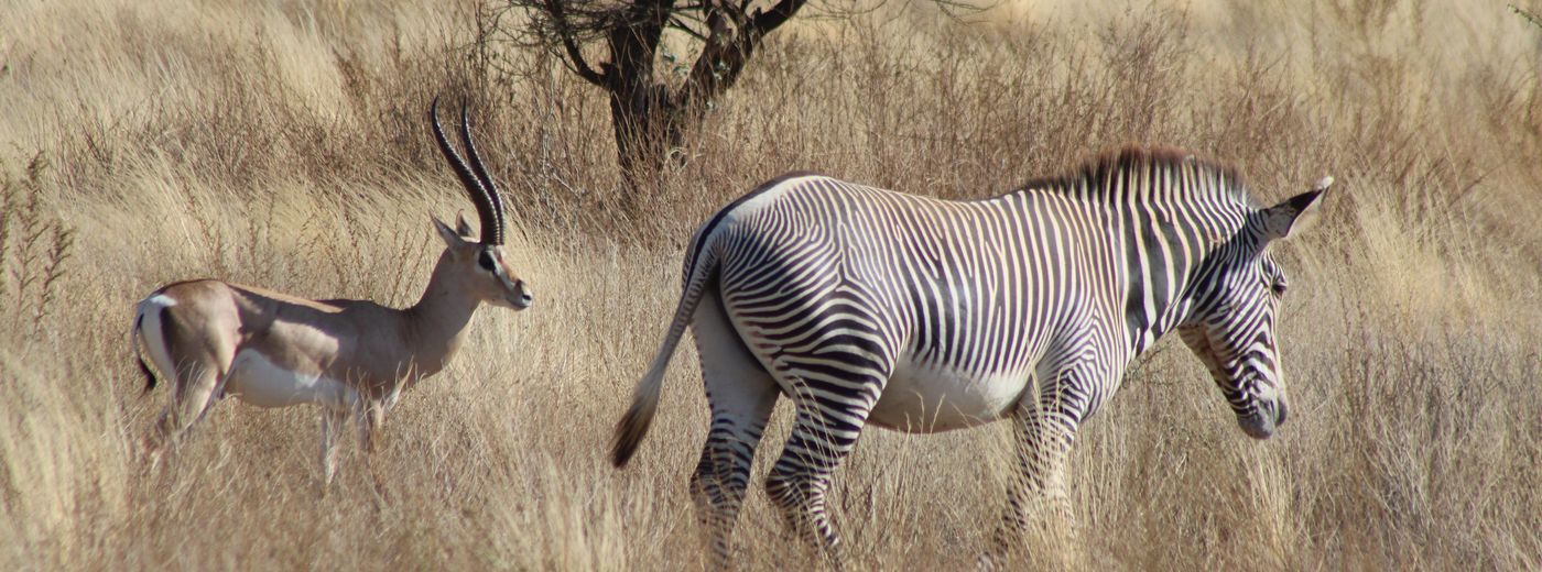 Wildlife in Tanzania during a Safari and Beach Holiday