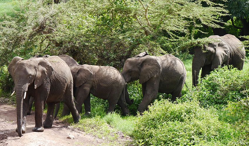Tanzania Luxury Safaris
