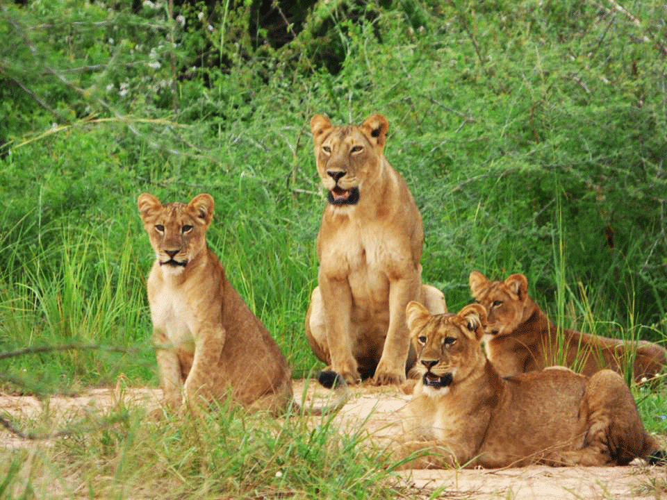Akagera National Park