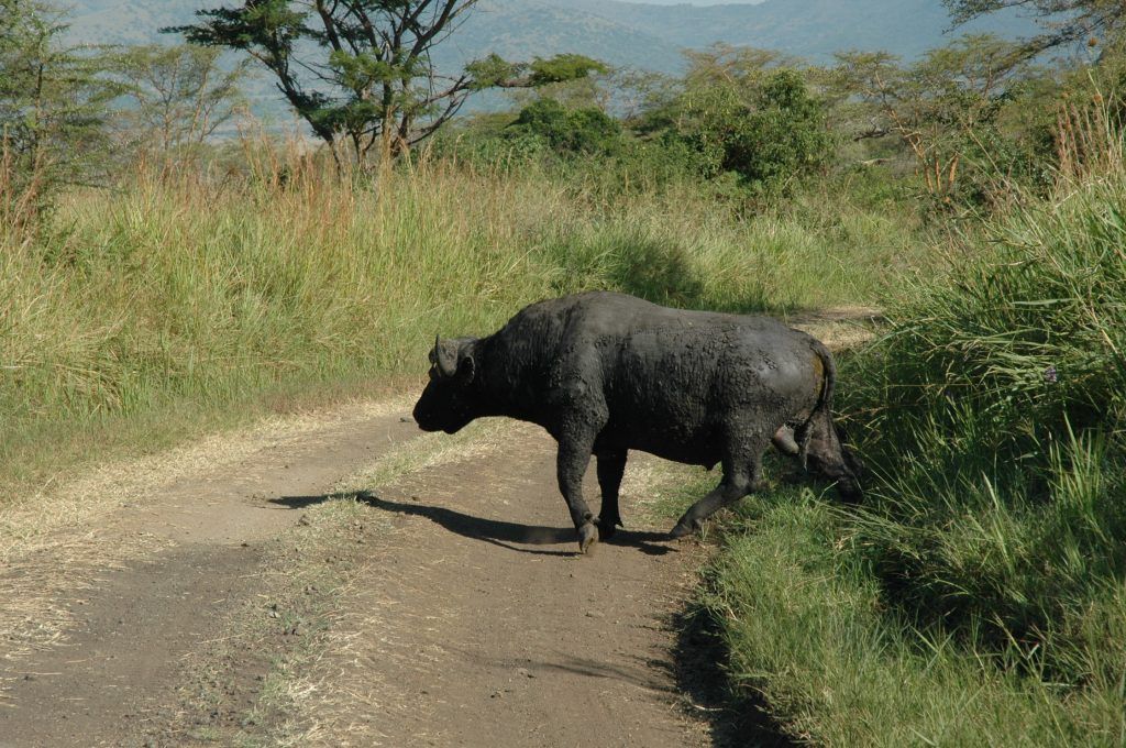 Buffalo Springs National Reserve