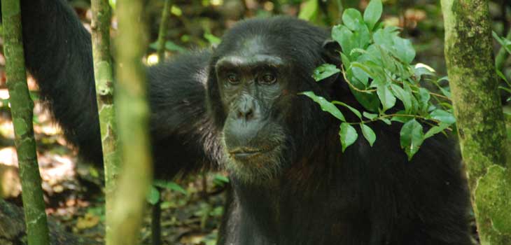 Kibale National Park