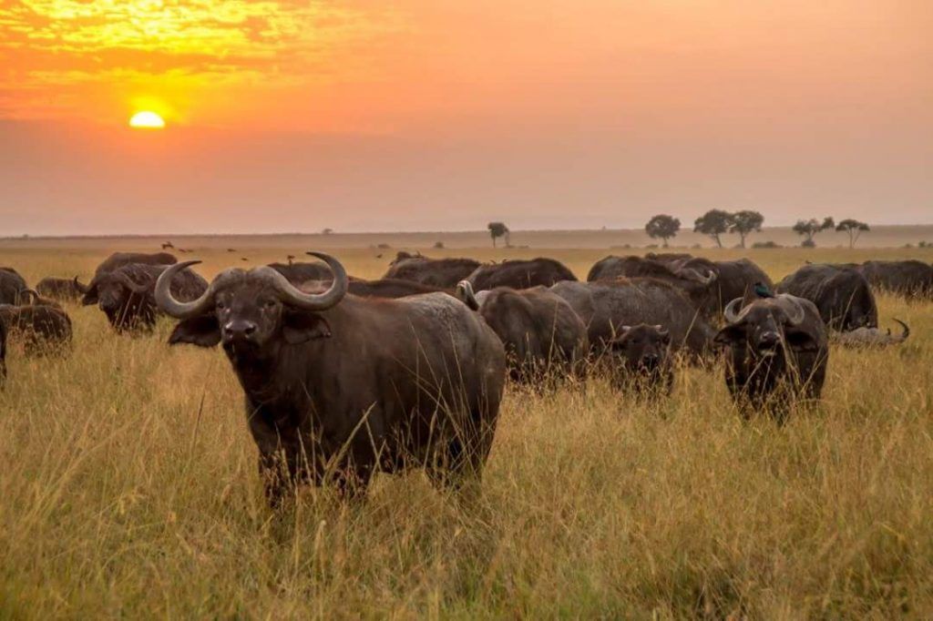 Best Time to Visit Meru National Park