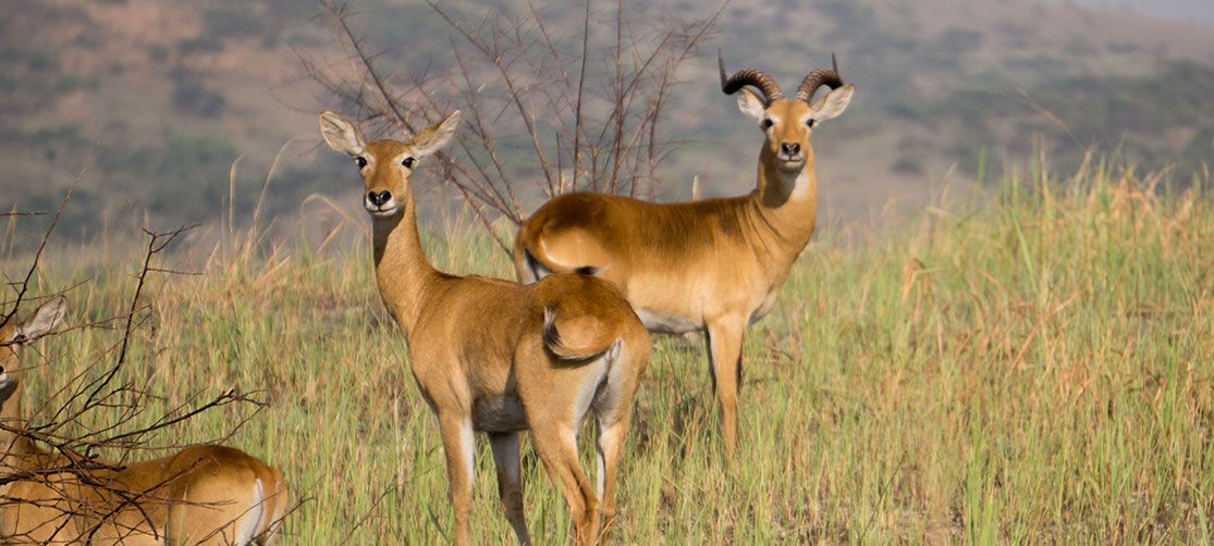 Queen Elizabeth National Park