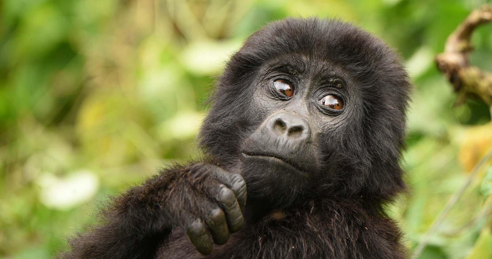 1 Day Gorilla Trekking in Rwanda