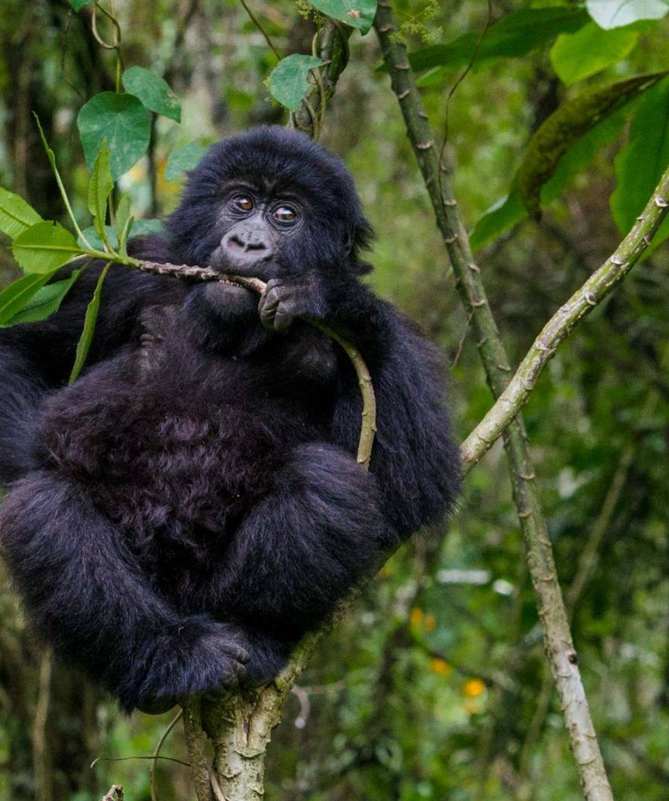 Bwindi Impenetrable National Park