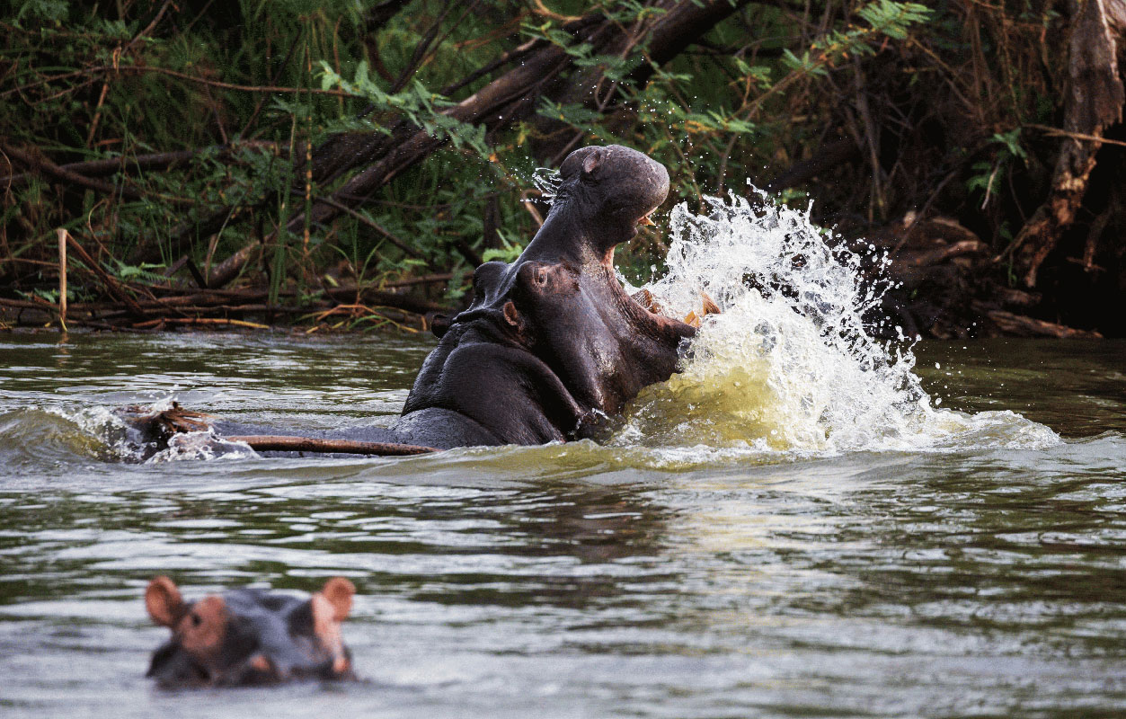 10 Days Murchison Falls, Kibale, Queen and Bwindi Adventure Safari