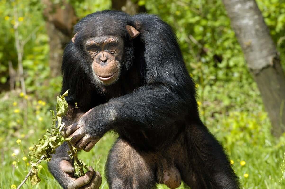 6 Days Gombe Stream Chimpanzee Trekking Safari