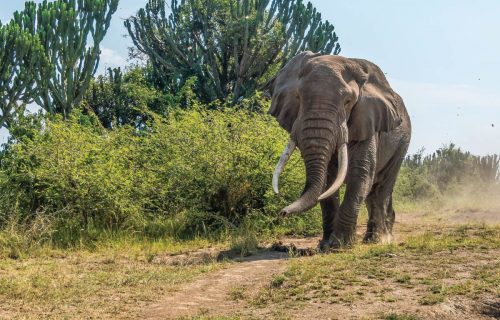 12 days best of Kenya & Tanzania wildlife safari encounter