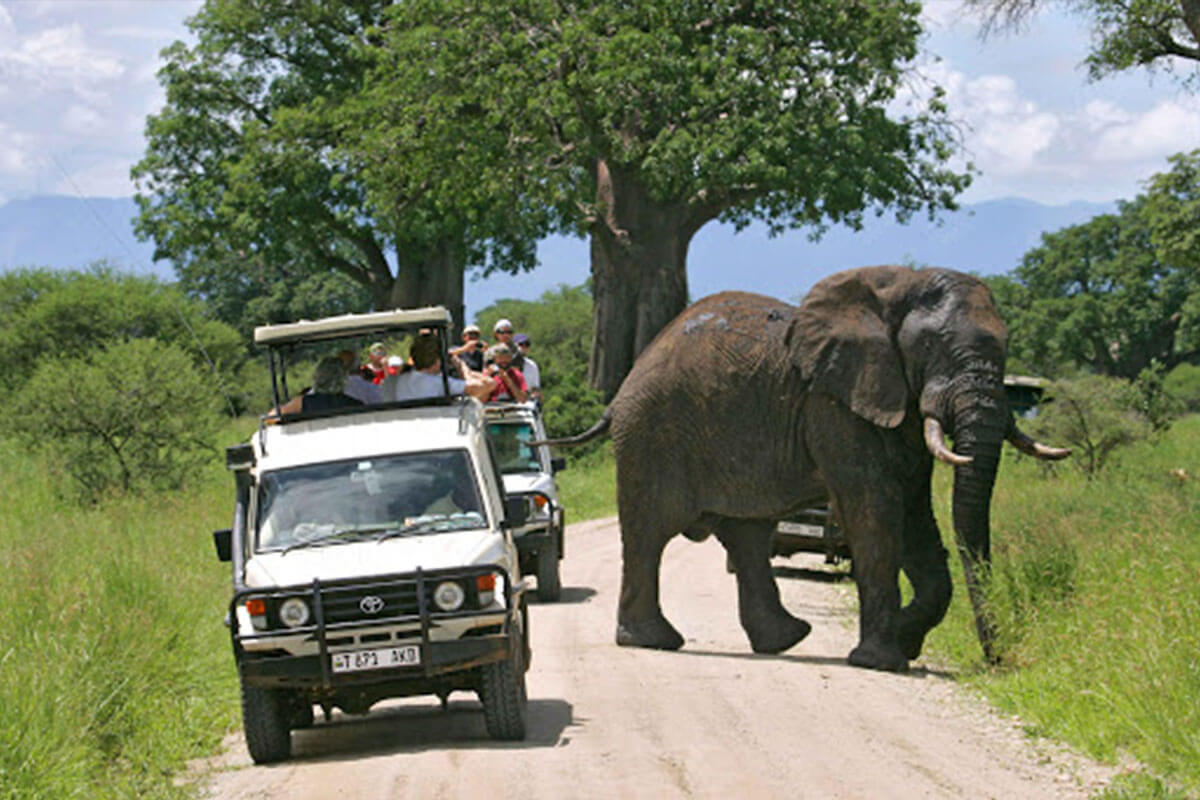 1 Day Tour to Tarangire National Park