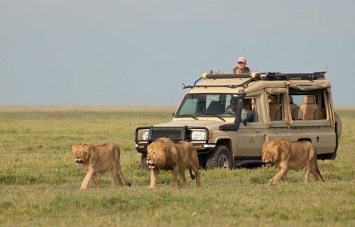 2 Days Serengeti National Park Safari