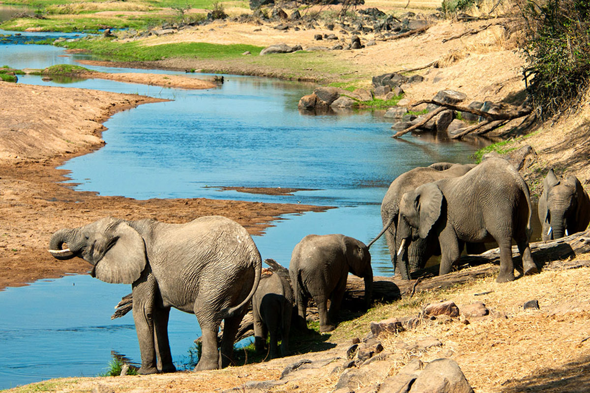4 Days Game Safaris in Ruaha National Park
