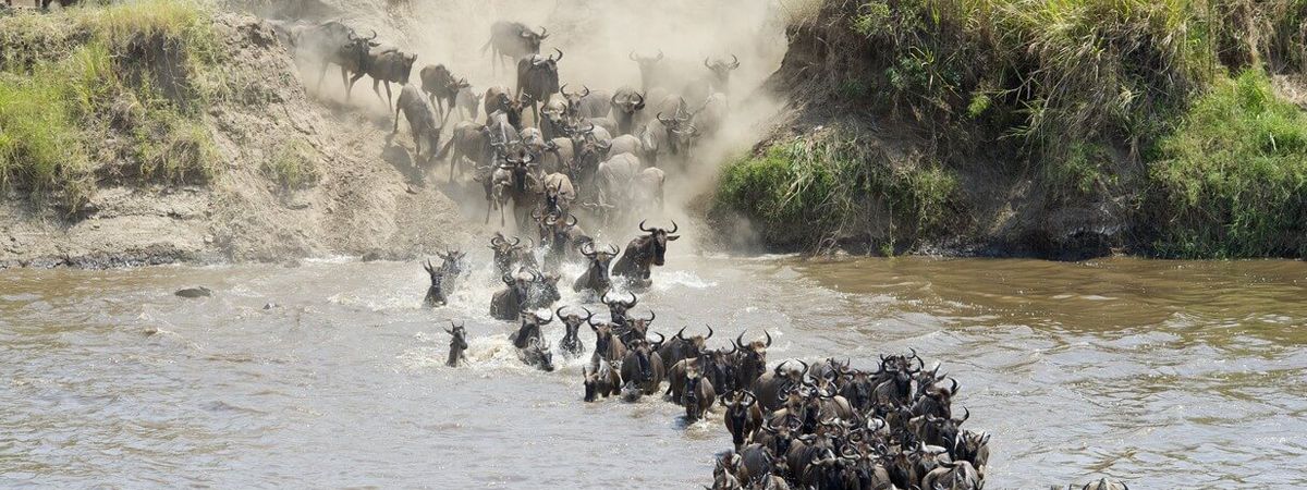 The Great Migration Season