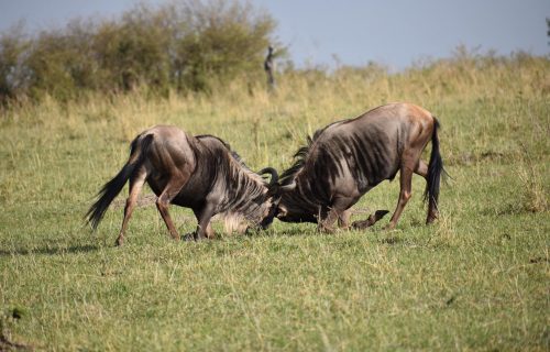 16 Days Wildebeest Migration & Gorilla Trekking Safari
