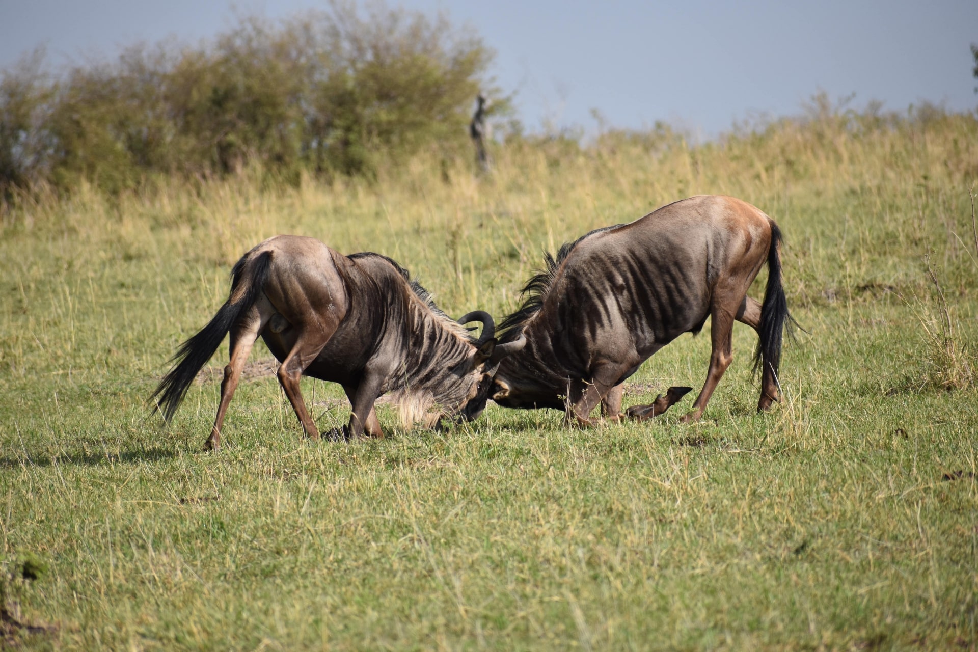 16 Days Wildebeest Migration & Gorilla Trekking Safari