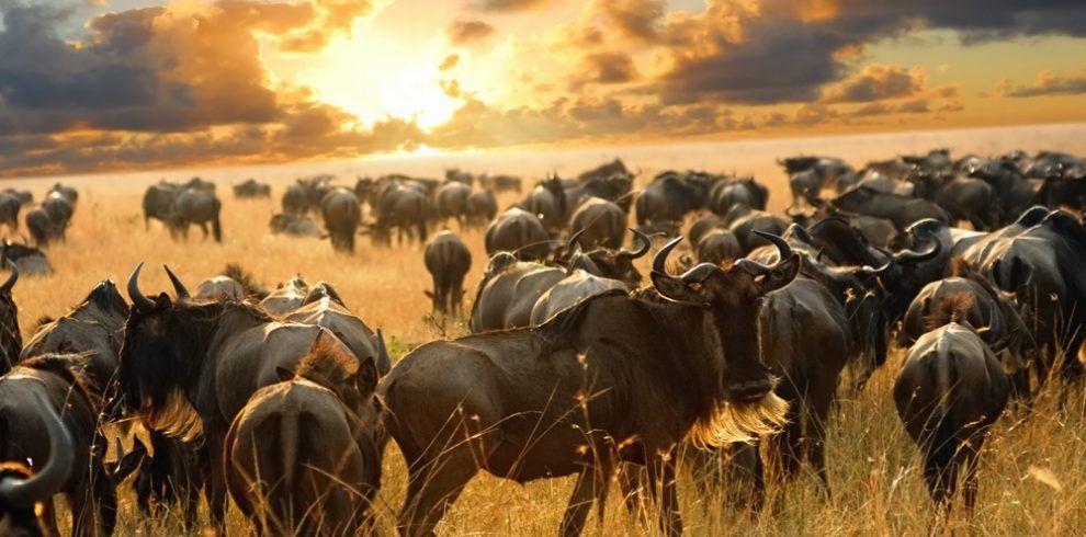 The Great Migration at Maasai Mara Reserve