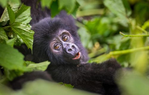 2 days gorilla trekking in Rwanda
