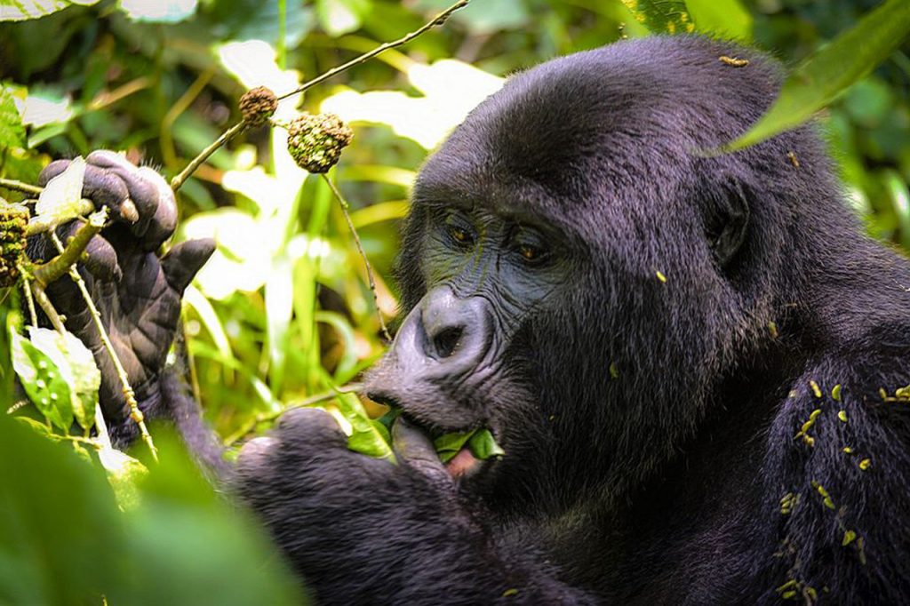 2 days Rwanda-Uganda gorilla trekking safari