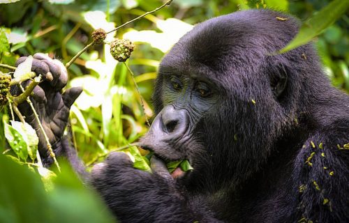2 days Rwanda-Uganda gorilla trekking safari