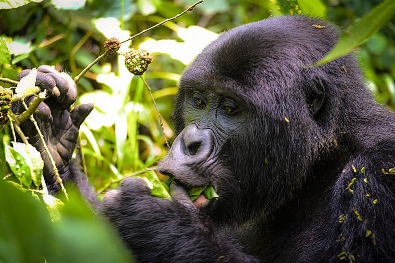 2 Days Rwanda Uganda Gorilla Trekking Safari