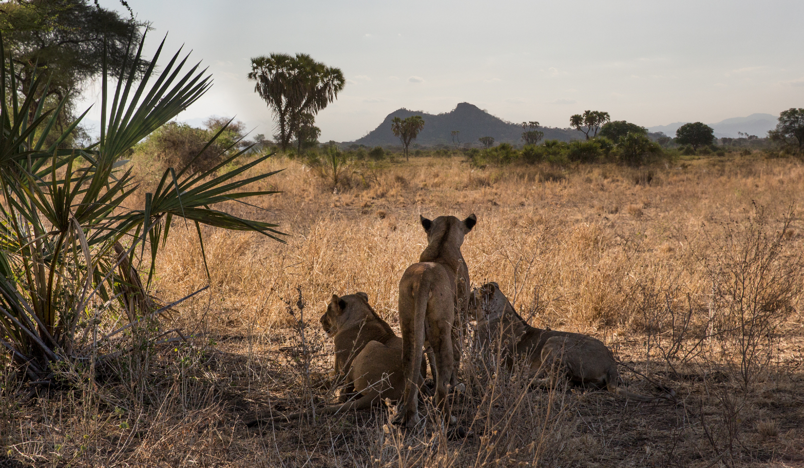 4 Days Mwingi National Reserve Safari