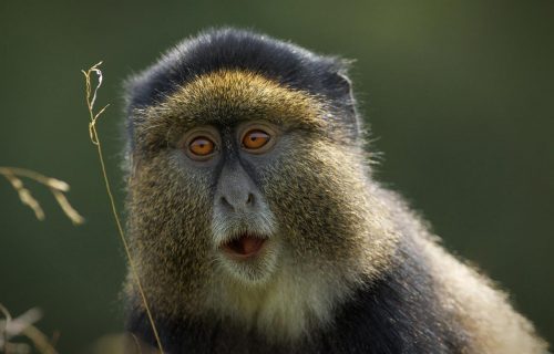 3 Days Gorilla & Golden Monkey Trekking Safari in Rwanda