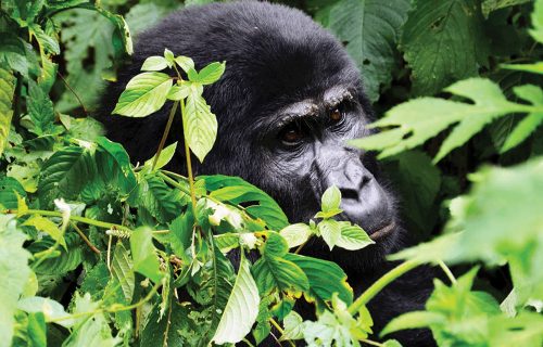 3 Days Gorilla Tracking Safari in Uganda