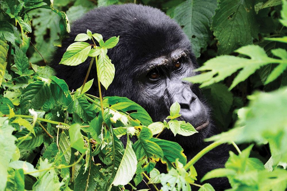3 Days Gorilla Tracking Safari in Uganda