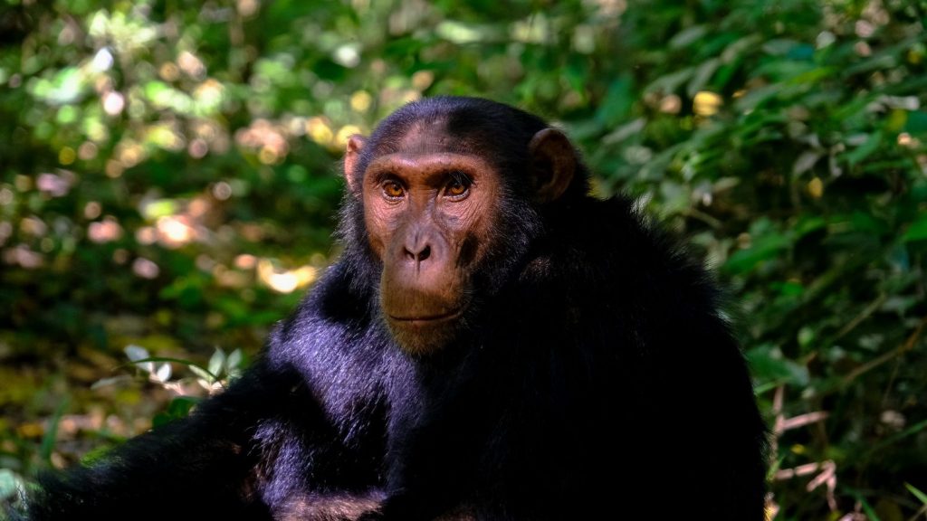 3 Days Kibale Chimpanzee Trekking Tour