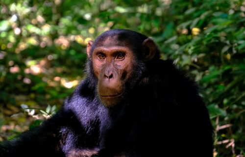 3 Days Kibale Chimpanzee Trekking Tour