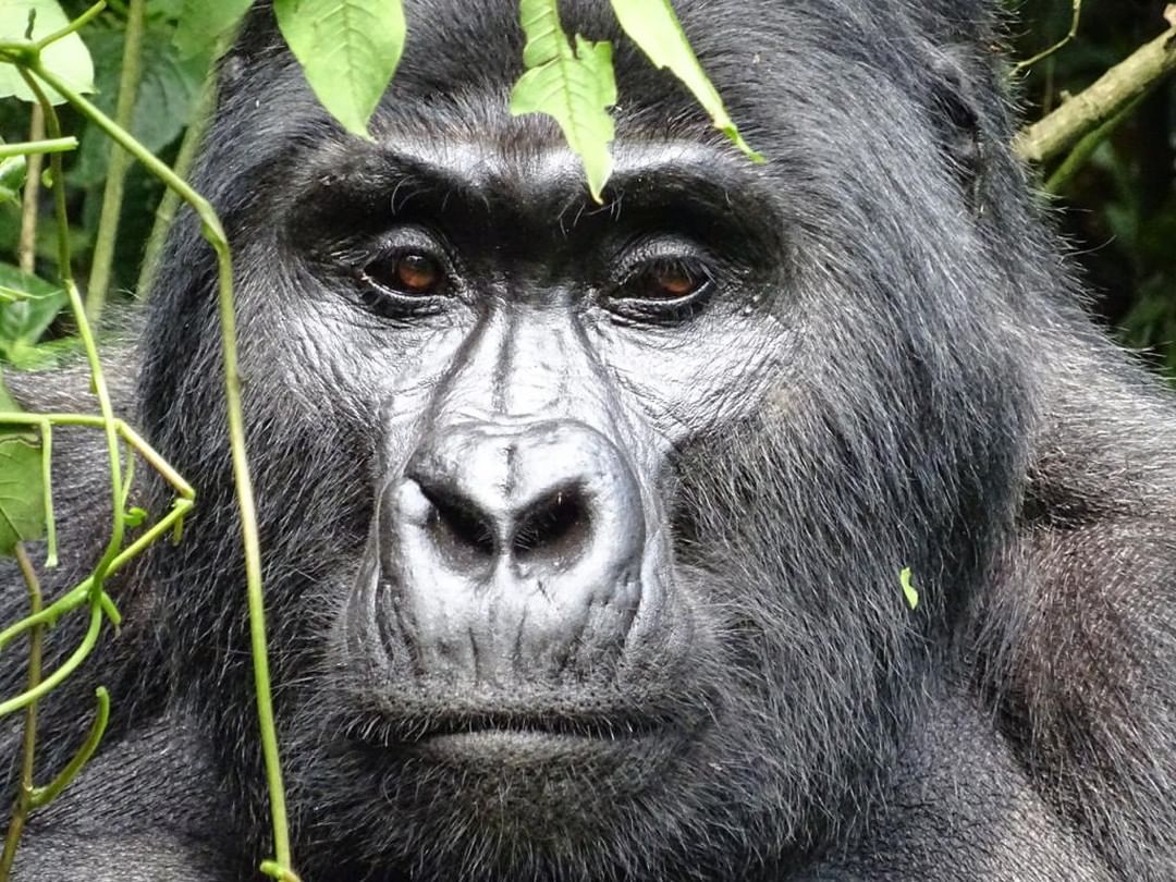 3 days Uganda gorilla tracking safari