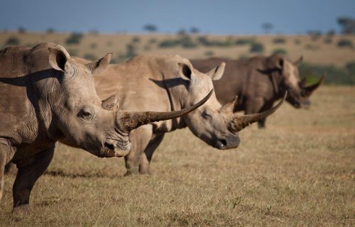 3 Days Rhino Tracking Adventure Safari in Solio Ranch