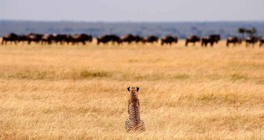 Seronera Valley and Central Serengeti