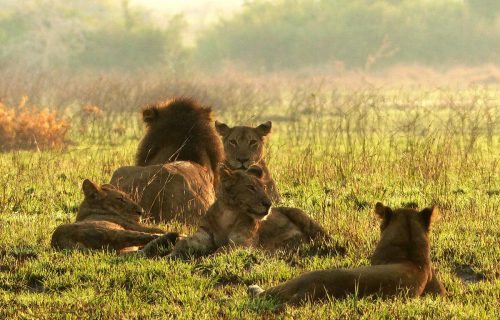 4 Days Murchison Falls Big Game Safari