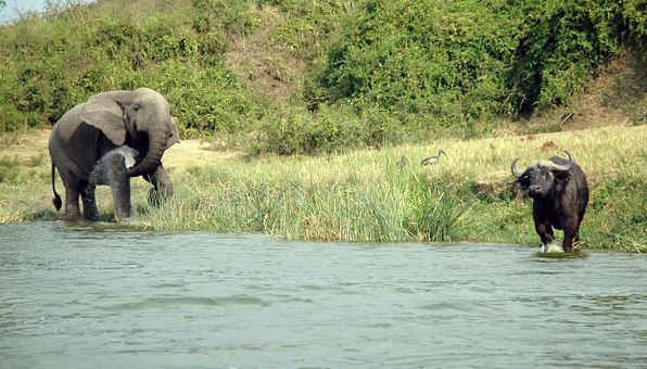 Queen Elizabeth National Park