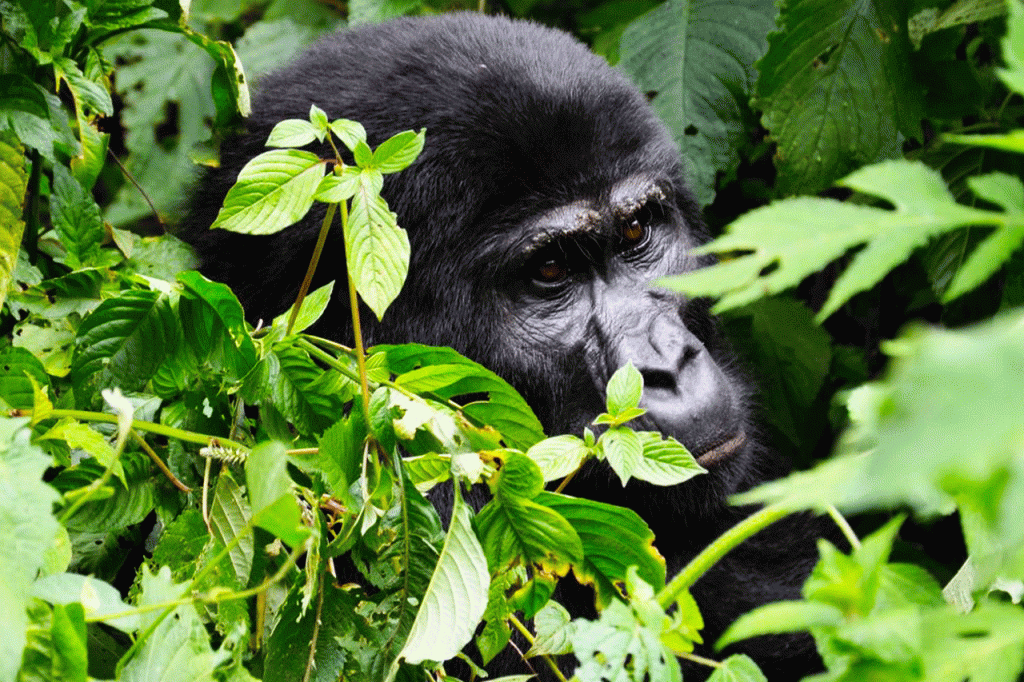 4 Days Uganda Gorilla Tracking Safari