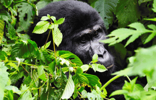 4 Days Uganda Gorilla Tracking Safari