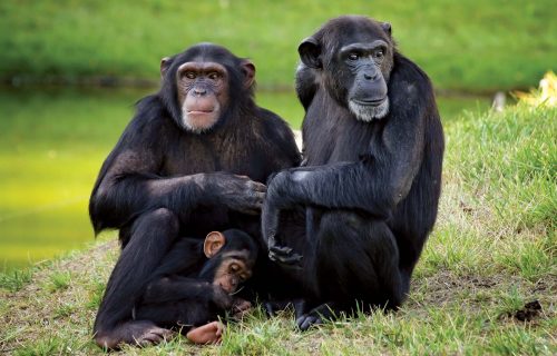 5 Days Epic Gorilla & Chimpanzee Trek Safari Adventure