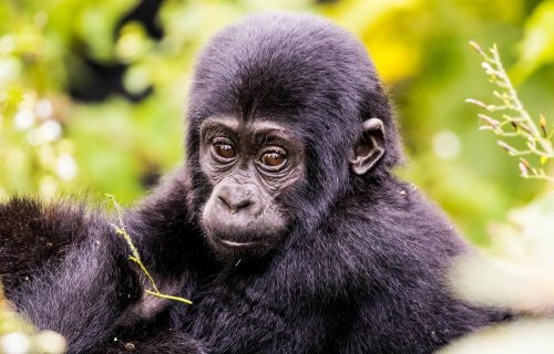 5 days Gorilla Trekking & Wildlife Safari Adventure