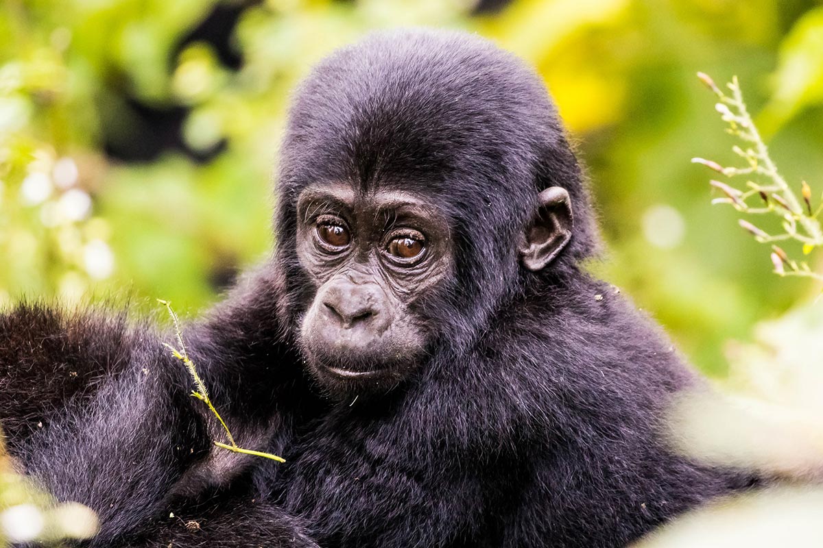 5 Days Gorilla Trekking & Wildlife Safari Adventure