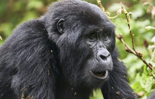 5 Days Uganda Gorilla Tracking Safari