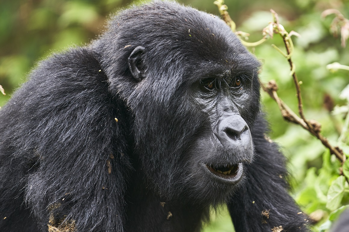 5 Days Uganda Gorilla Tracking Safari