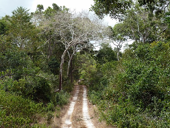 Arabuko Sokoke Forest Reserve