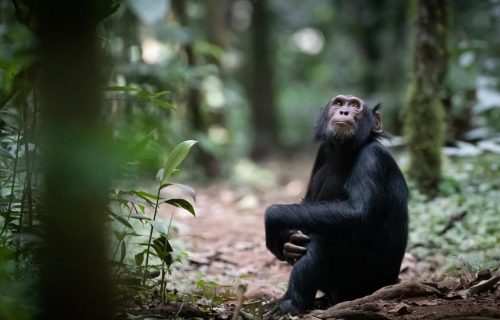 6 Days Uganda Chimpanzee trek & Wildlife Safari