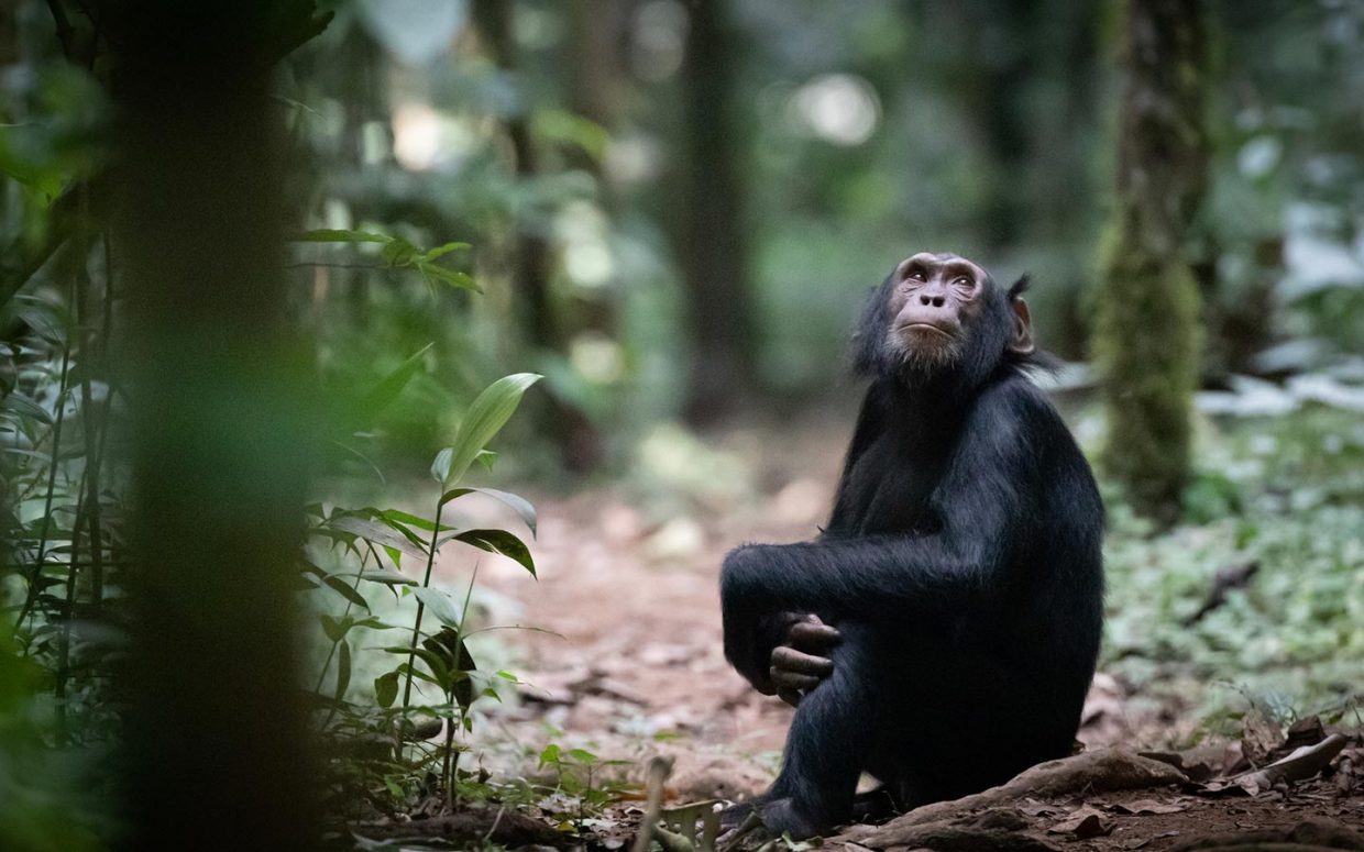 6 Days Uganda Chimpanzee Trek & Wildlife Safari