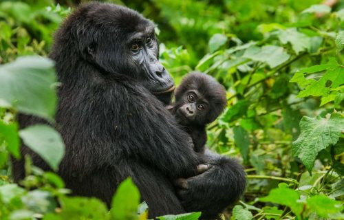 6 Days Uganda Gorilla & Chimpanzee Encounter Safari