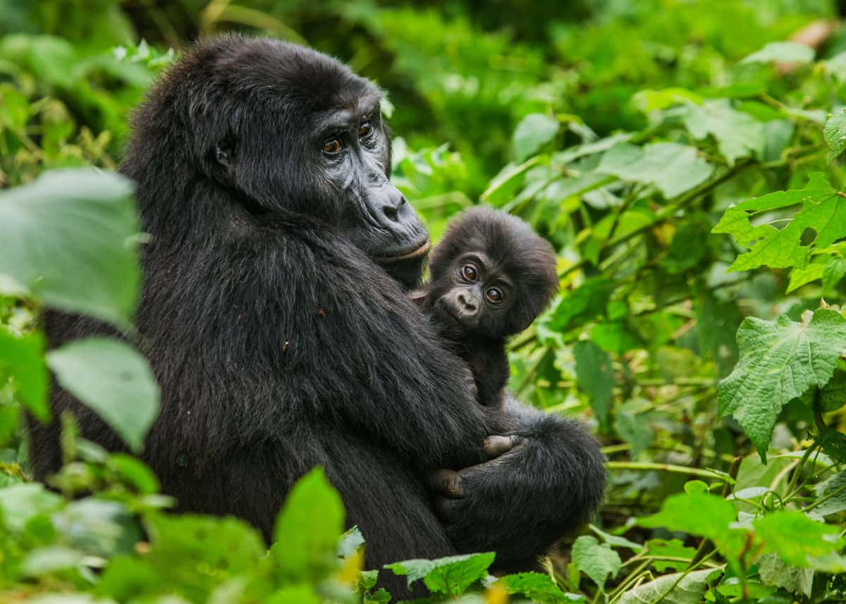 6 Days Uganda Gorilla & Chimpanzee Safari